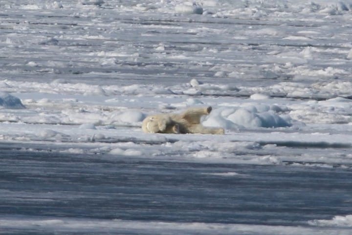 Polar bear