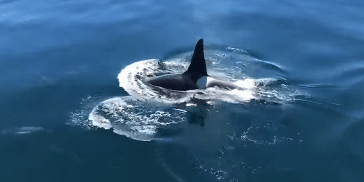 Orca near Cape Cod