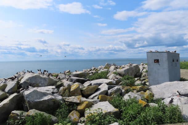 A "blind" on Machias Seal Island