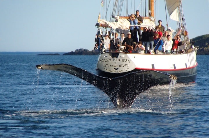 A whale breaching in front of the Jolly Breeze of St. Andrews (Credit: Tourism New Brunswick)