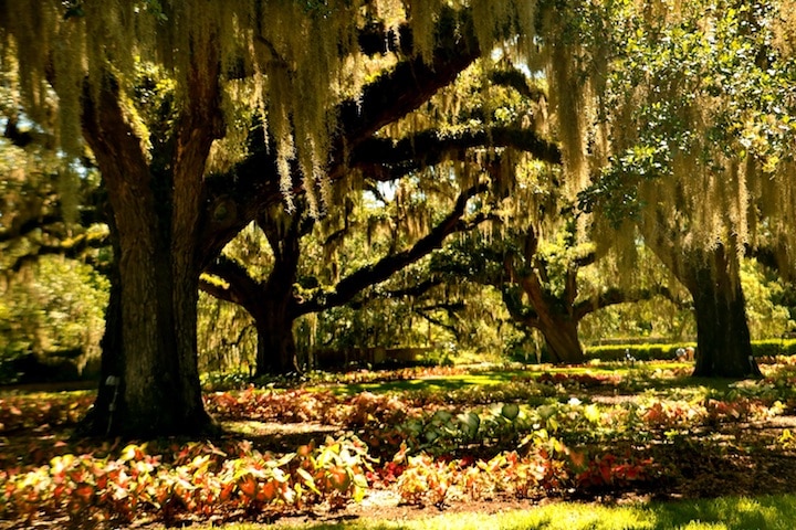 Under massive oaks at Brookgreen Gardens (Credit: Bill Rockwell)