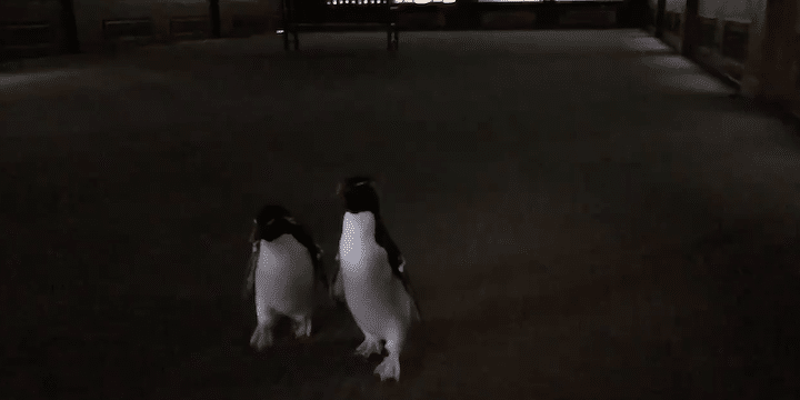 Penguins touring Shedd Aquarium